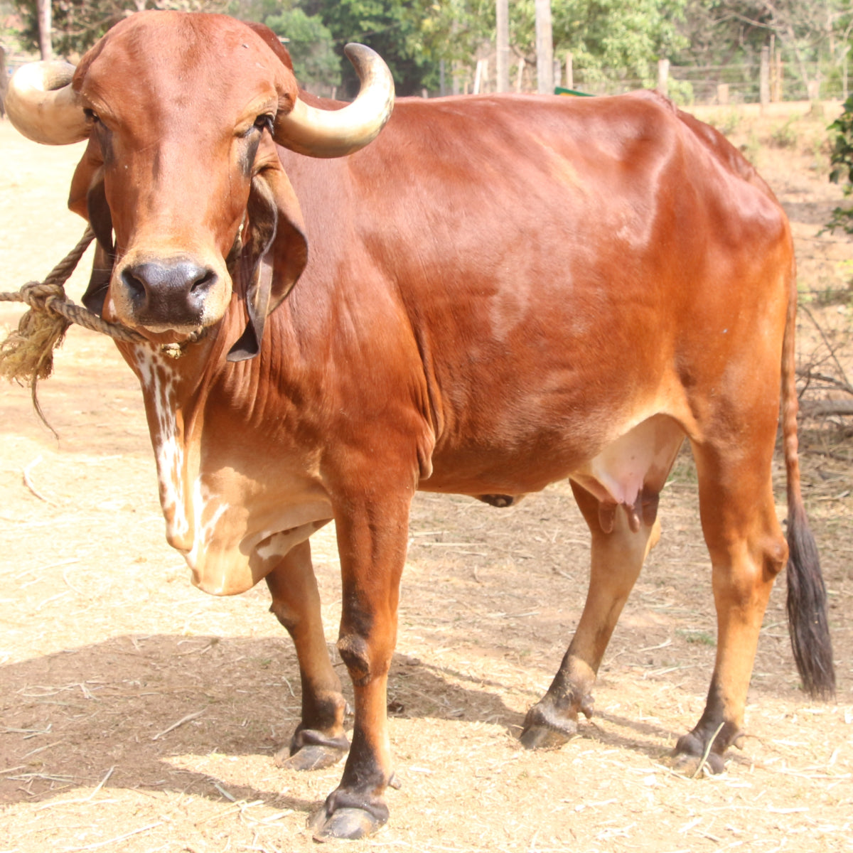 GIR Cow A2 Ghee