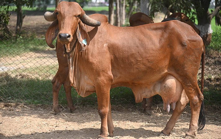 GIR Cow A2 Ghee
